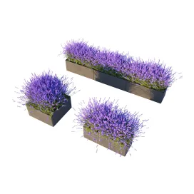 Lavender in Cubes